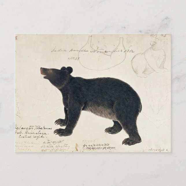 Cartão Postal Um Urso Negro Asiático, "Ursus Tibetanus" (Frente)