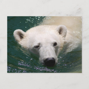 Cartão Postal Um urso polar só a resfriar