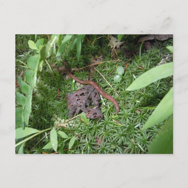 Cartão Postal Um verme terrestre (Frente)