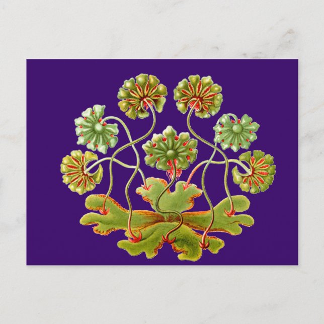 Cartão Postal Um verme vivo (Frente)