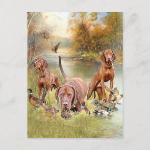 Cartão Postal Um versátil aristocrata no Vizsla Húngaro