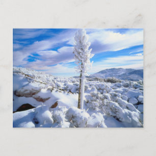 Cartão Postal Um yucca coberto de neve