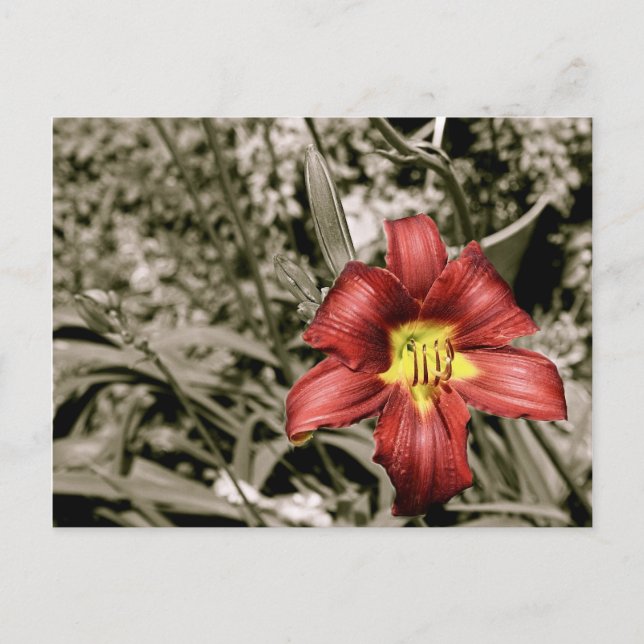 Cartão Postal Uma abertura de cor (Frente)