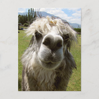 Cartão Postal Uma Alpaca Desgrenhada
