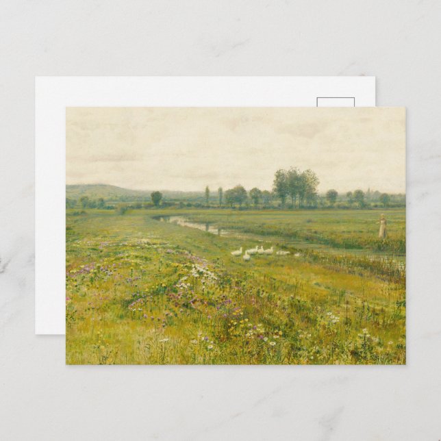 Cartão Postal Uma ampla paisagem de campo com os gansos (Frente/Verso)