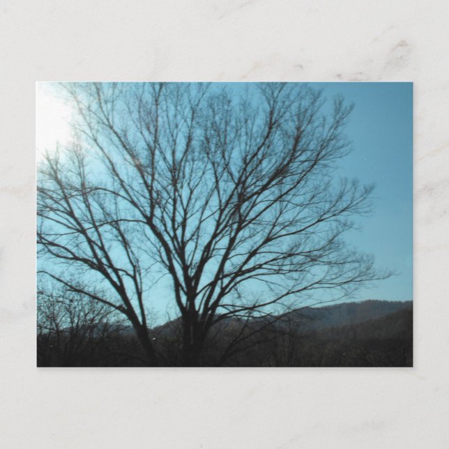 Cartão Postal Uma árvore (Frente)