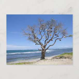 Cartão Postal Uma árvore decorada com velhas boias na praia