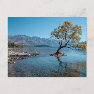 Cartão Postal Uma Árvore em um Lago