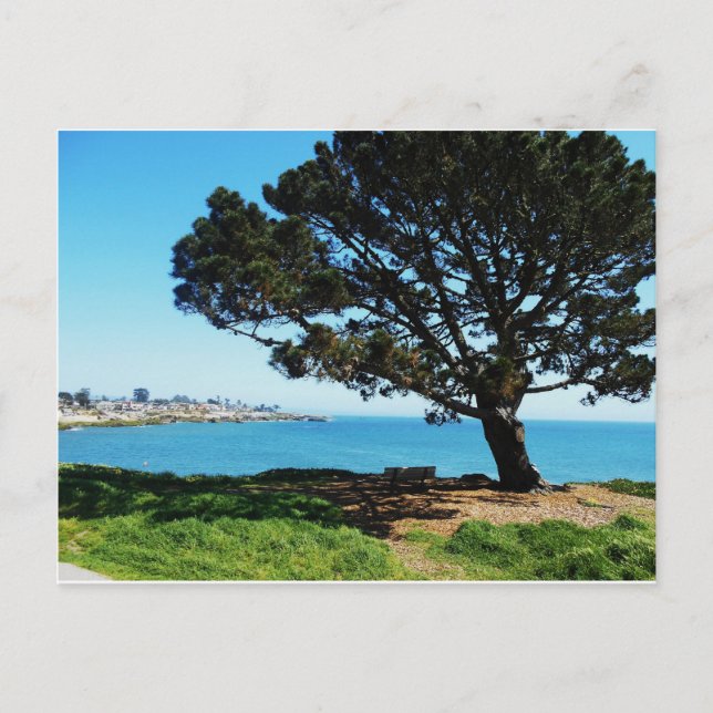 Cartão Postal Uma Árvore Para Todas As Estações (Frente)