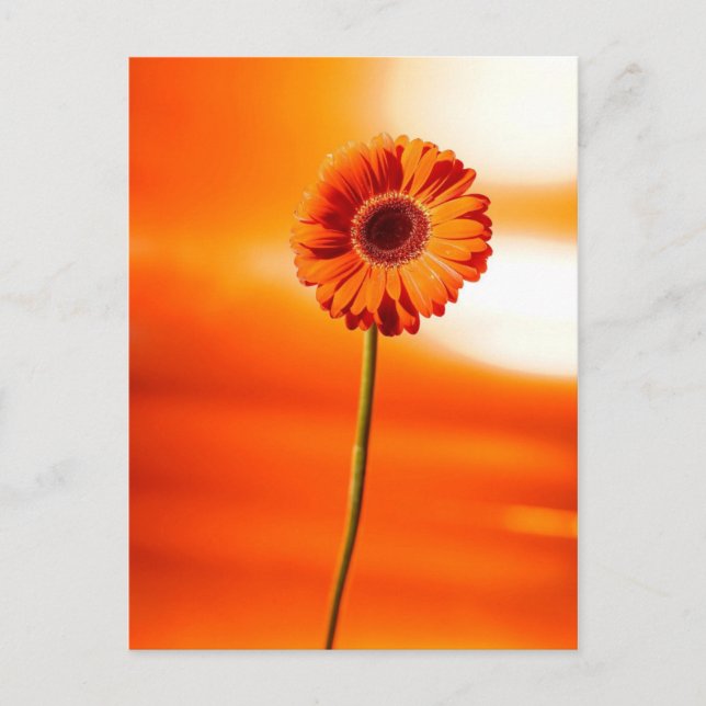 Cartão Postal Uma bela flor no verão (Frente)