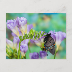 Cartão Postal Uma Borboleta Monarca Danaus Plexippus