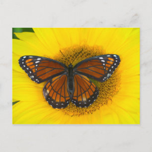 Cartão Postal Uma Borboleta Vice-Rei   Limenitis Archippus