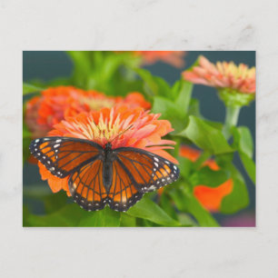 Cartão Postal Uma Borboleta Viceroy em Zinnias Laranja