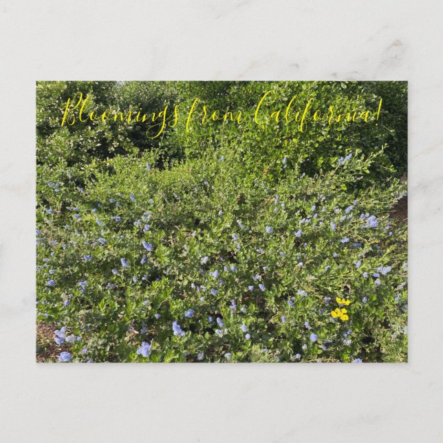 Cartão Postal Uma Califórnia florescente: Flores Azuis (Frente)