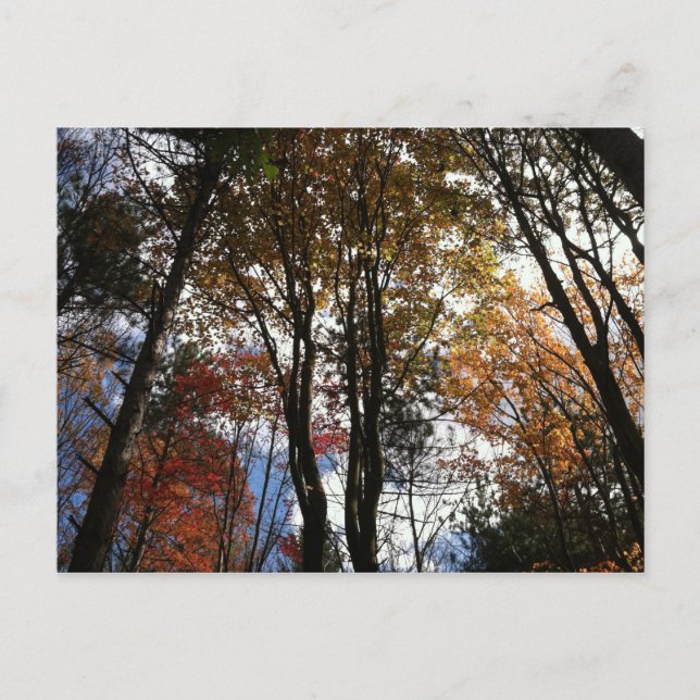 Cartão Postal Uma caminhada de outono no Estado de Nova Iorque (Frente)