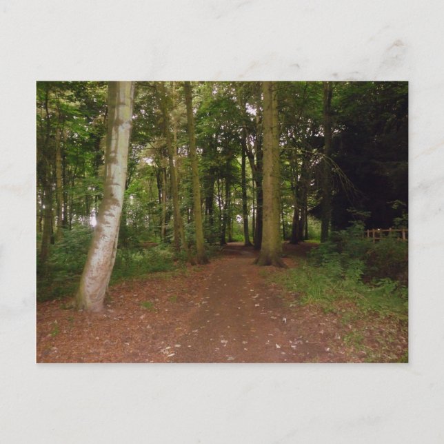 Cartão Postal Uma Caminhada De Woodland. (Frente)