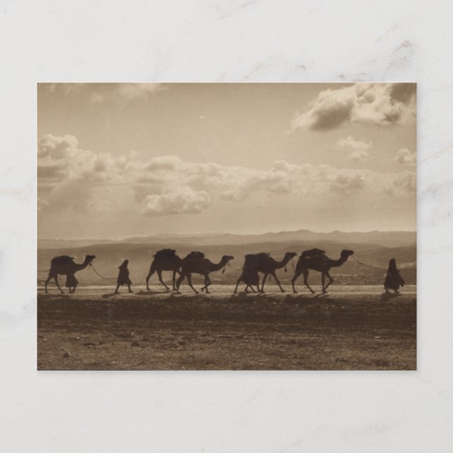 Cartão Postal Uma caravana de camelos na terra sagrada (Frente)