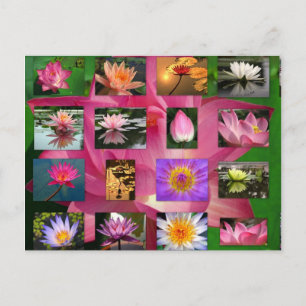 Cartão Postal Uma Colagem de Lily de Água e Imagens Lótus