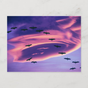 Cartão Postal Uma composição fotográfica de grous-da-sibéria em