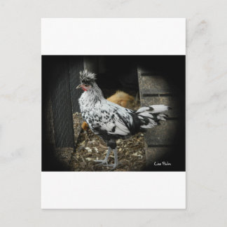 Cartão Postal uma design maravilhosa de um belo pássaro exótico