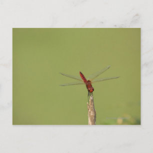 Cartão Postal Uma Dragonfly repousa momentaneamente numa erva se