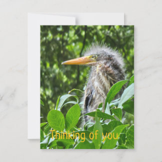 Cartão Postal Uma égua verde. Pensando em você