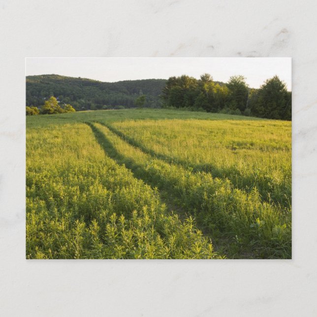 Cartão Postal Uma estrada de fazenda em Sabins Pasture em Montpe (Frente)