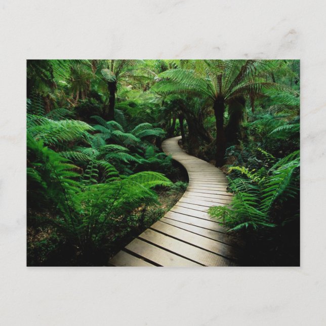 Cartão Postal Uma estrada no meio da floresta selvagem (Frente)