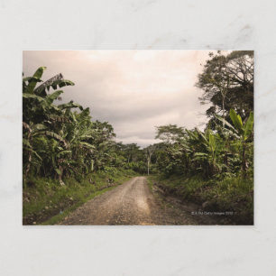 Cartão Postal Uma estrada remota da selva