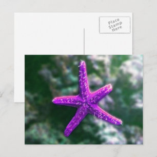 Cartão Postal Uma Estrela-do-Mar Roxa na Praia
