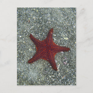 Cartão Postal Uma estrela do mar vermelha   Galápagos, Equador