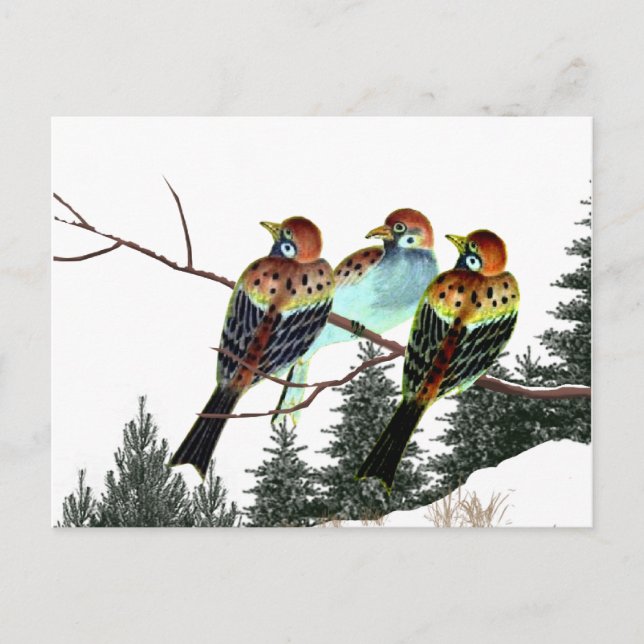 Cartão Postal Uma estrela é o Nascer (Frente)