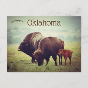 Cartão Postal Uma Família de Bison em Oklahoma