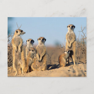 Cartão Postal Uma família de suricatas se aquecendo ao sol em su