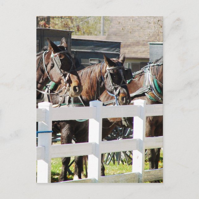 Cartão Postal Uma Fileira de Cavalos Amish (Frente)