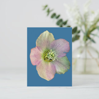 Cartão Postal Uma flor
