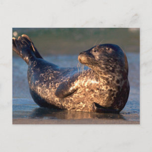 Cartão Postal Uma foca bebê levantando a cauda