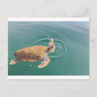 Cartão Postal Uma grande tartaruga marinha Caretta