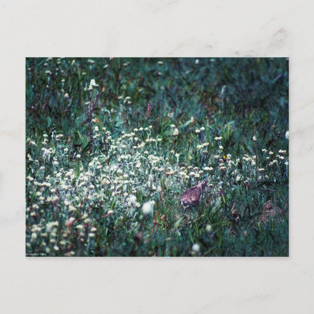 Cartão Postal Uma Laranja num Prado (Frente)