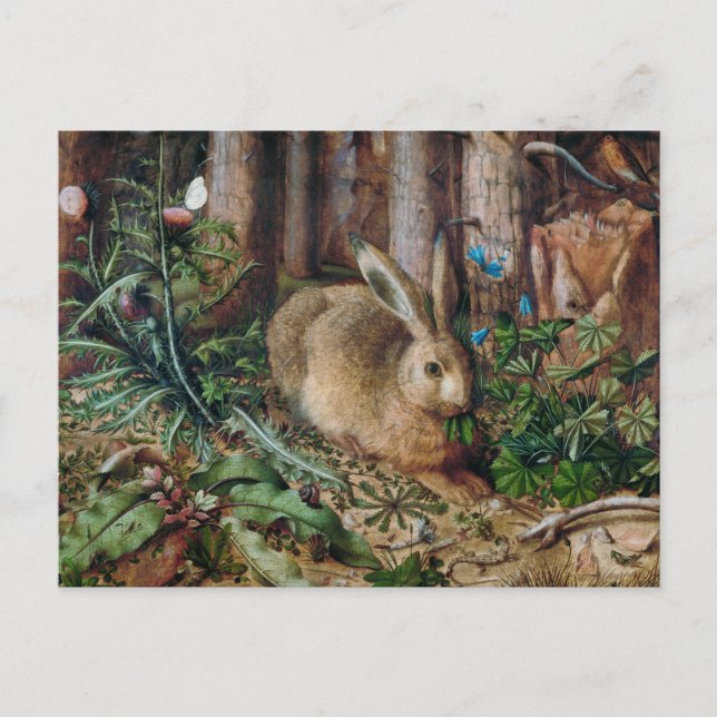 Cartão Postal Uma Lebre na Floresta (Frente)