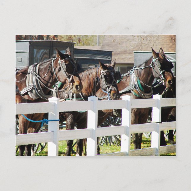 Cartão Postal Uma Linha de Cavalos Amish em Kalona, Iowa (Frente)