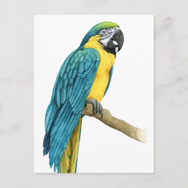 Cartão Postal Uma Macaw Teal (Frente)