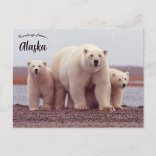 Cartão Postal Uma Mãe de Urso Polar Com Seus Filhotes no Alasca