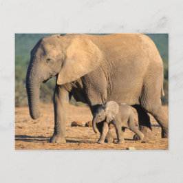 Cartão Postal Uma mãe e cria de elefante africano em movimento