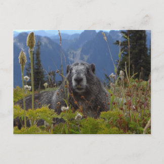 Cartão Postal Uma marmota no paraíso na paridade do nacional do
