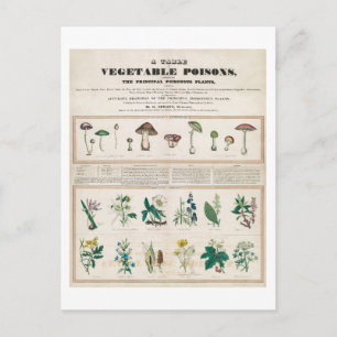 Cartão Postal Uma Mesa de Poster vintage de Venenos Vegetais