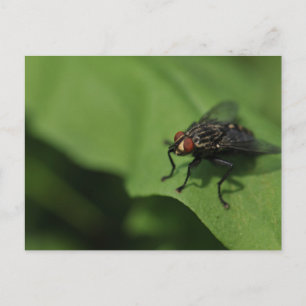 Cartão Postal Uma mosca-da-casa numa folha verde