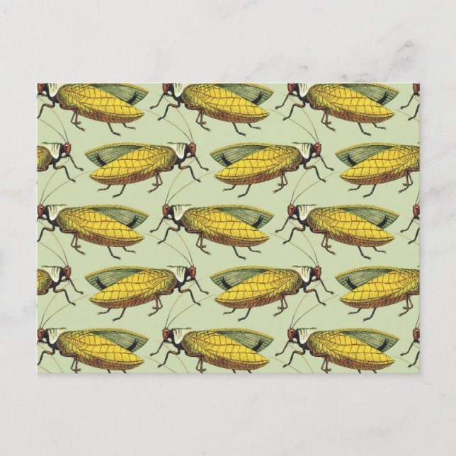 Cartão Postal Uma multidão de Katydids (Frente)