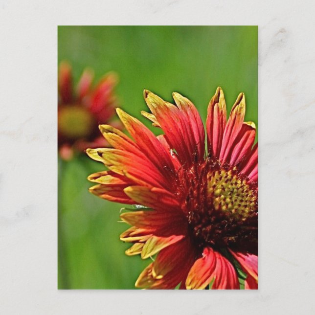 Cartão Postal Uma Olhada Mais de Perto (Frente)