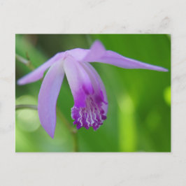 Cartão Postal Uma Orquídea para você!